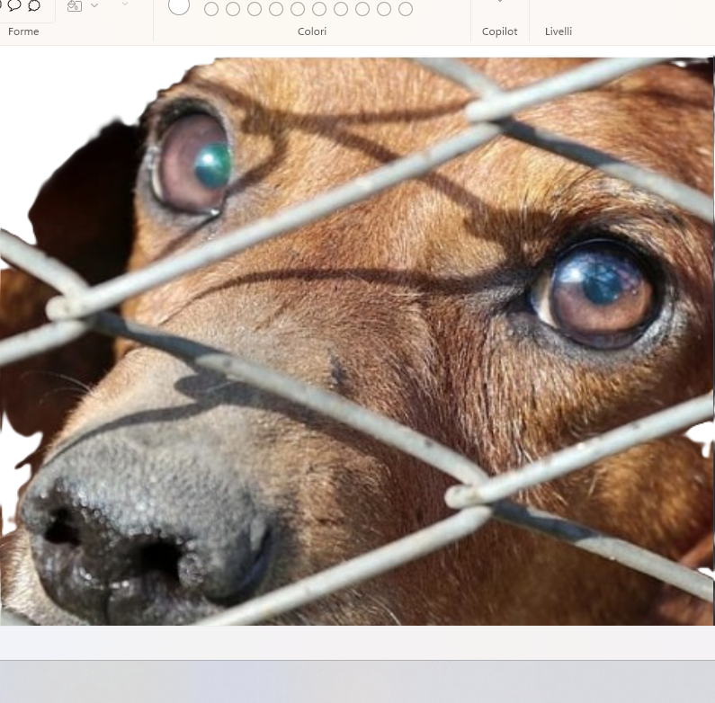 ORRORE A SCOSSICCI: IN UN FOSSO IL CIMITERO PER 15 CANI MUTILATI E SEVIZIATI