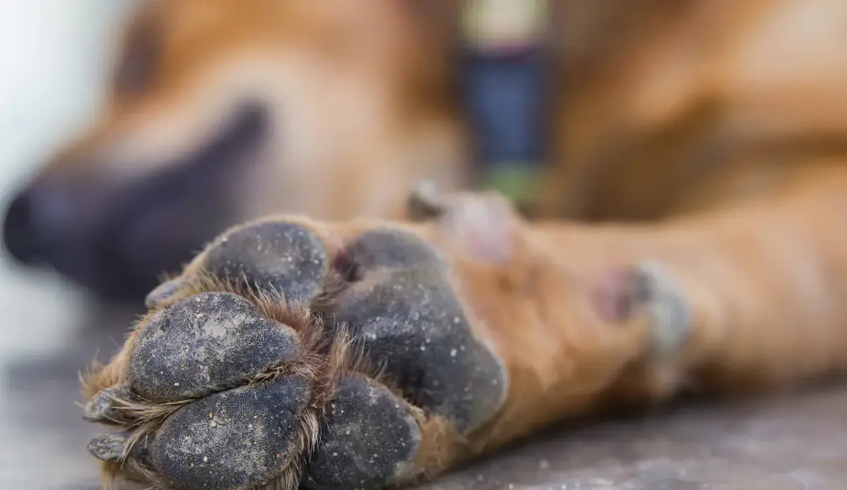 STRAGE SCOSSICCI, IL SOSPETTATO DI LORETO RISCHIA OLTRE 5 ANNI DI CARCERE