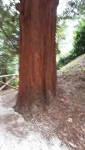 immagine importata